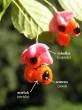 Euonymus verrucosus (Warty spindle)