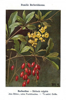 Berberis vulgaris (Common barberry) - Unsere Waldbäume, Sträucher und Zwergholzgewächse. Heidelberg, Carl Winter`s Universitätsbuchhandlung