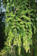 Metasequoia glyptostroboides (Chinese metasequoia, Chinese redwood)