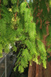 Metasequoia glyptostroboides (Chinese metasequoia, Chinese redwood)