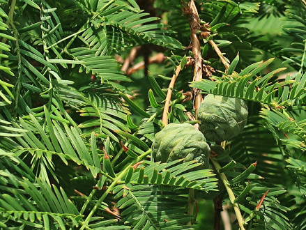 Metasequoia glyptostroboides (Chinese metasequoia, Chinese redwood)