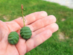 Metasequoia glyptostroboides (Chinese metasequoia, Chinese redwood)