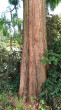 Metasequoia glyptostroboides (Chinese metasequoia, Chinese redwood) - the bork