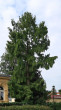 Metasequoia glyptostroboides (Chinese metasequoia, Chinese redwood) - Botanická zahrada Olomouc (Czechia)