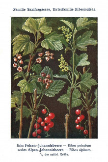 Ribes petraeum (Rock currant) - Unsere Waldbäume, Sträucher und Zwergholzgewächse. Heidelberg, Carl Winter`s Universitätsbuchhandlung