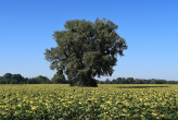 Populus nigra (Black poplar)