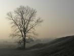 Populus nigra (Black poplar)