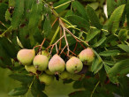 Sorbus domestica - pear-shaped rowan (photo: J. Murgaš)