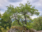 Cerasus mahaleb (Mahaleb cherry) - castle cliff of Murán Castle (8/2025)