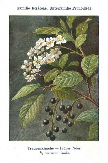 Padus avium - Unsere Waldbäume, Sträucher und Zwergholzgewächse. Heidelberg, Carl Winter`s Universitätsbuchhandlung