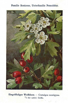 Crataegus monogyna (Common hawthorn) - Unsere Waldbäume, Sträucher und Zwergholzgewächse. Heidelberg, Carl Winter`s Universitätsbuchhandlung