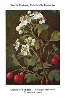 Crataegus laevigata (Midland hawthorn) - Unsere Waldbäume, Sträucher und Zwergholzgewächse. Heidelberg, Carl Winter`s Universitätsbuchhandlung