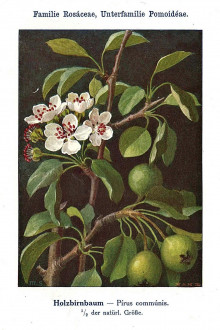 Pyrus pyraster (European wild pear) - Unsere Waldbäume, Sträucher und Zwergholzgewächse. Heidelberg, Carl Winter`s Universitätsbuchhandlung