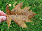 Sorbus torminalis