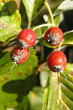 Sorbus aria - the capsule is white tomentose at least around the calyx