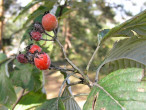 Sorbus aria