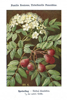Sorbus domestica -  Unsere Waldbäume, Sträucher und Zwergholzgewächse. Heidelberg, Carl Winter`s Universitätsbuchhandlung
