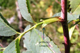 Rosa canina (Dog rose) - bracts