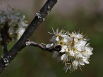 Prunus spinosa (Blackthorn, Sloe plum) - ornamental with flowers