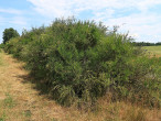 Sarothamnus scoparius (Common broom, Scotch broom) - PLA Třeboň