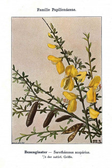 Sarothamnus scoparius (Common broom, Scotch broom) - Unsere Waldbäume, Sträucher und Zwergholzgewächse. Heidelberg, Carl Winter`s Universitätsbuchhandlung