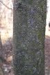 Laburnum anagyroides (Common laburnum, Golden rain) - bark