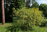 Laburnum anagyroides (Common laburnum, Golden rain)