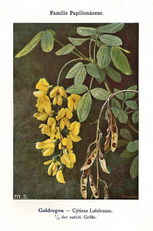 Laburnum anagyroides (Common laburnum, Golden rain) - Unsere Waldbäume, Sträucher und Zwergholzgewächse. Heidelberg, Carl Winter`s Universitätsbuchhandlung