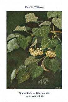 Tilia cordata (Small-leaved lime, Small-leaved linden) - Unsere Waldbäume, Sträucher und Zwergholzgewächse. Heidelberg, Carl Winter`s Universitätsbuchhandlung