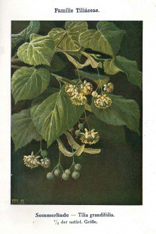 Tilia platyphyllos (Large-leaved lime) - Unsere Waldbäume, Sträucher und Zwergholzgewächse. Heidelberg, Carl Winter`s Universitätsbuchhandlung