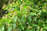 Acer tataricum (Tartar maple, Tatarian maple) - ornamental with flowers