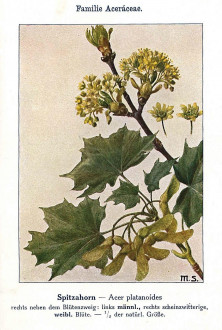 Acer platanoides (Norway maple, Milk maple) - Unsere Waldbäume, Sträucher und Zwergholzgewächse. Heidelberg, Carl Winter`s Universitätsbuchhandlung