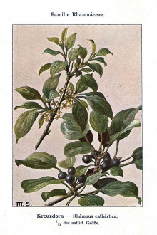 Rhamnus catharticus (Purifying sea buckthorn, Common buckthorn) - Unsere Waldbäume, Sträucher und Zwergholzgewächse. Heidelberg, Carl Winter`s Universitätsbuchhandlung