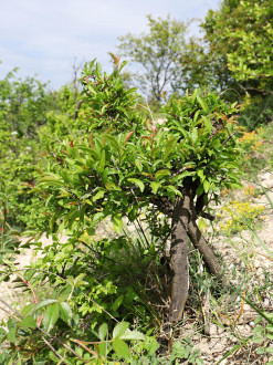 Rhamnus saxatilis -  NPR Devínska Kobyla