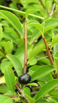 Rhamnus saxatilis