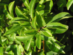 Rhamnus saxatilis