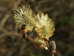 Salix cinerea (Ash willow) - male (♂) catkins