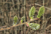 Salix cinerea (Ash willow) - female (♀) catkins