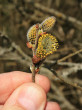 Salix cinerea (Ash willow) - male (♂) catkins