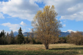 Salix eleagnos (Gray willow) - as a landscape-forming element 4/2026