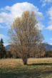 Salix eleagnos (Gray willow) - (4/2026)