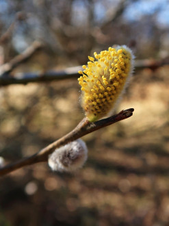 Salix aurita (Eared willow) - male (♂) catkins