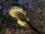 Salix aurita (Eared willow) - male (♂) catkins