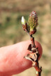 Salix aurita (Eared willow) - female (♀) catkins