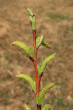 Salix eleagnos (Gray willow) - female (♀) catkins