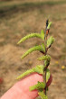 Salix eleagnos (Gray willow) - female (♀) catkins