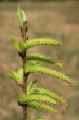 Salix eleagnos (Gray willow) - female (♀) catkins