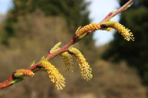 Salix eleagnos (Gray willow) - male (♂) catkins