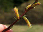 Salix eleagnos (Gray willow) - male (♂) catkins