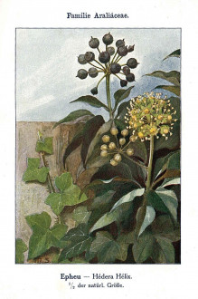 Hedera helix (Common ivy, simply ivy) - Unsere Waldbäume, Sträucher und Zwergholzgewächse. Heidelberg, Carl Winter`s Universitätsbuchhandlung